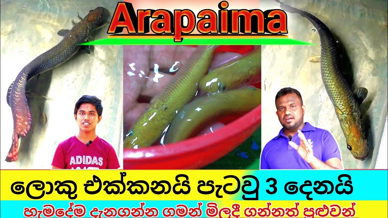 Arapaima Gigas | Arapaima Fish care in sinhala | arapaima fish shop | 3 baby arapaima & 1big size
