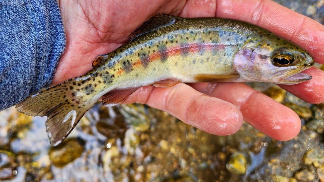 SC Small Stream Fly Fishing - 4-18-25