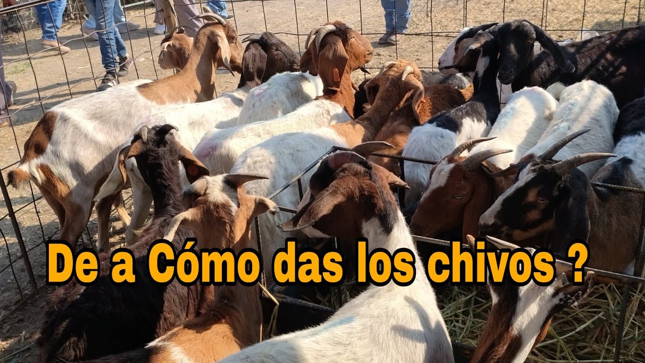 Chivos y borregos en Amayuca MORELOS 