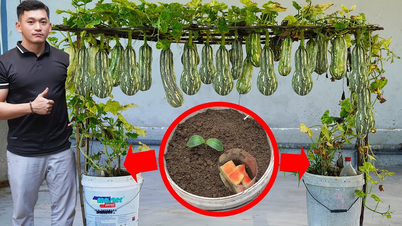 Growing Zucchini At Home Is Easy And Yields 10 Times More