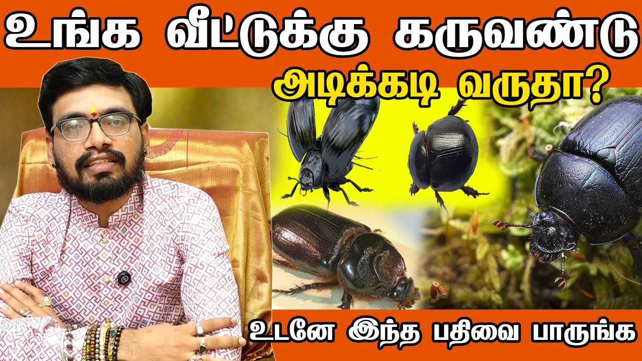 கருவண்டு வீட்டுக்குள் வந்தால் என்ன பலன்| Indian Astrology predictions| karuvandu | aanmeegam