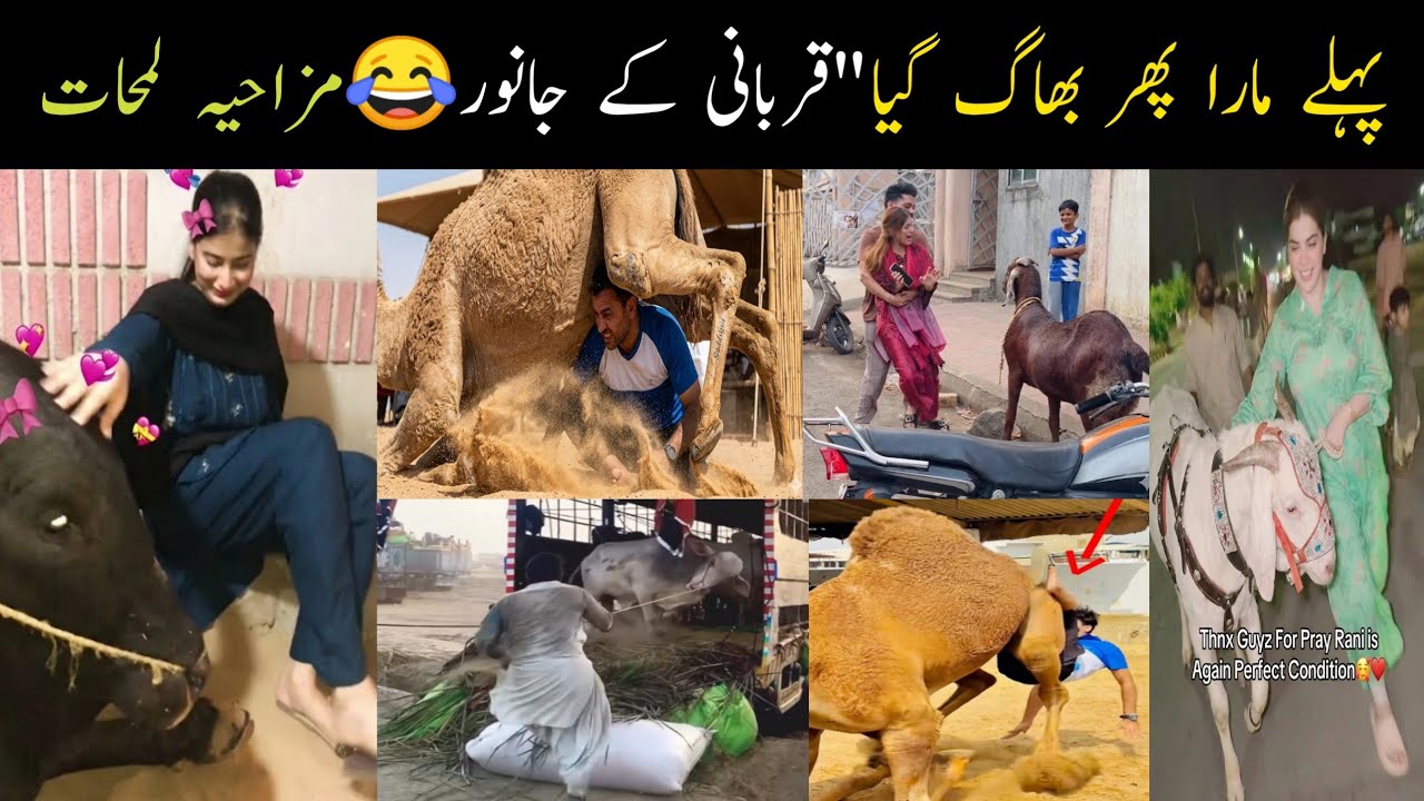 😂 You Won&rsquo;t Stop Laughing! Bakra Eid Funny Animals 2026 🐐🔥Pakistan / Karachi / India