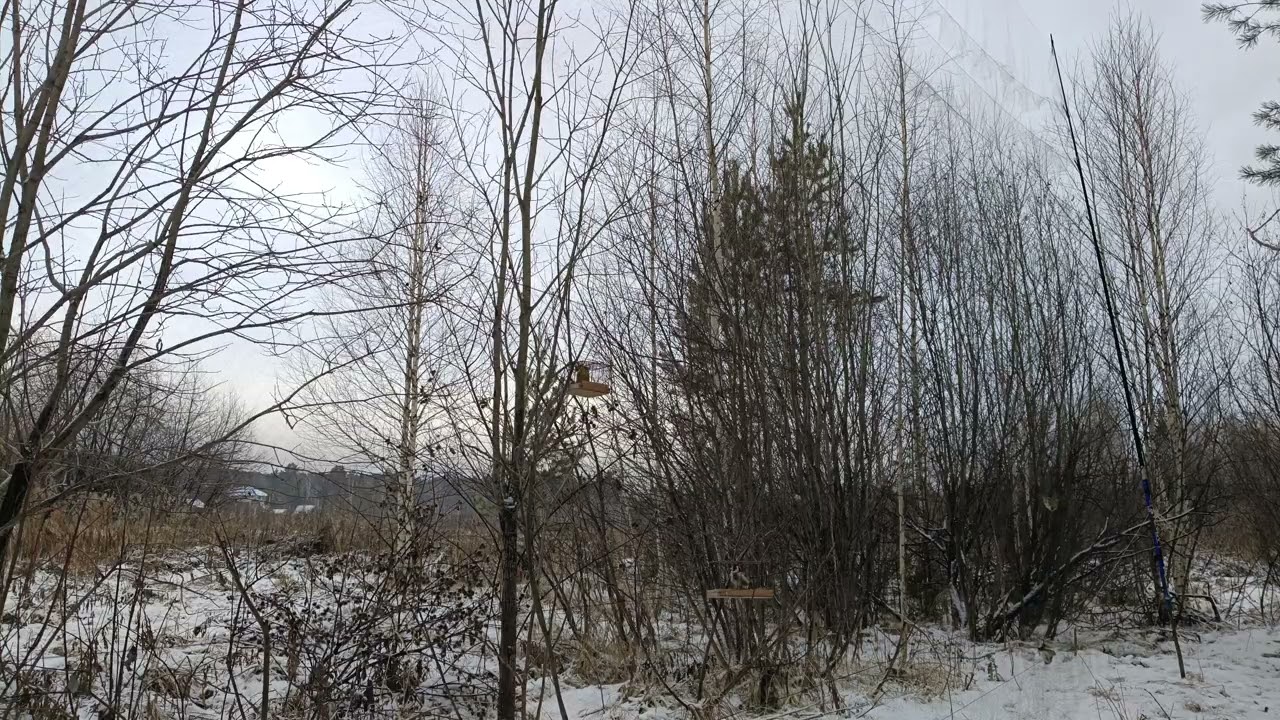 Ловля птиц 29.11.2025.
