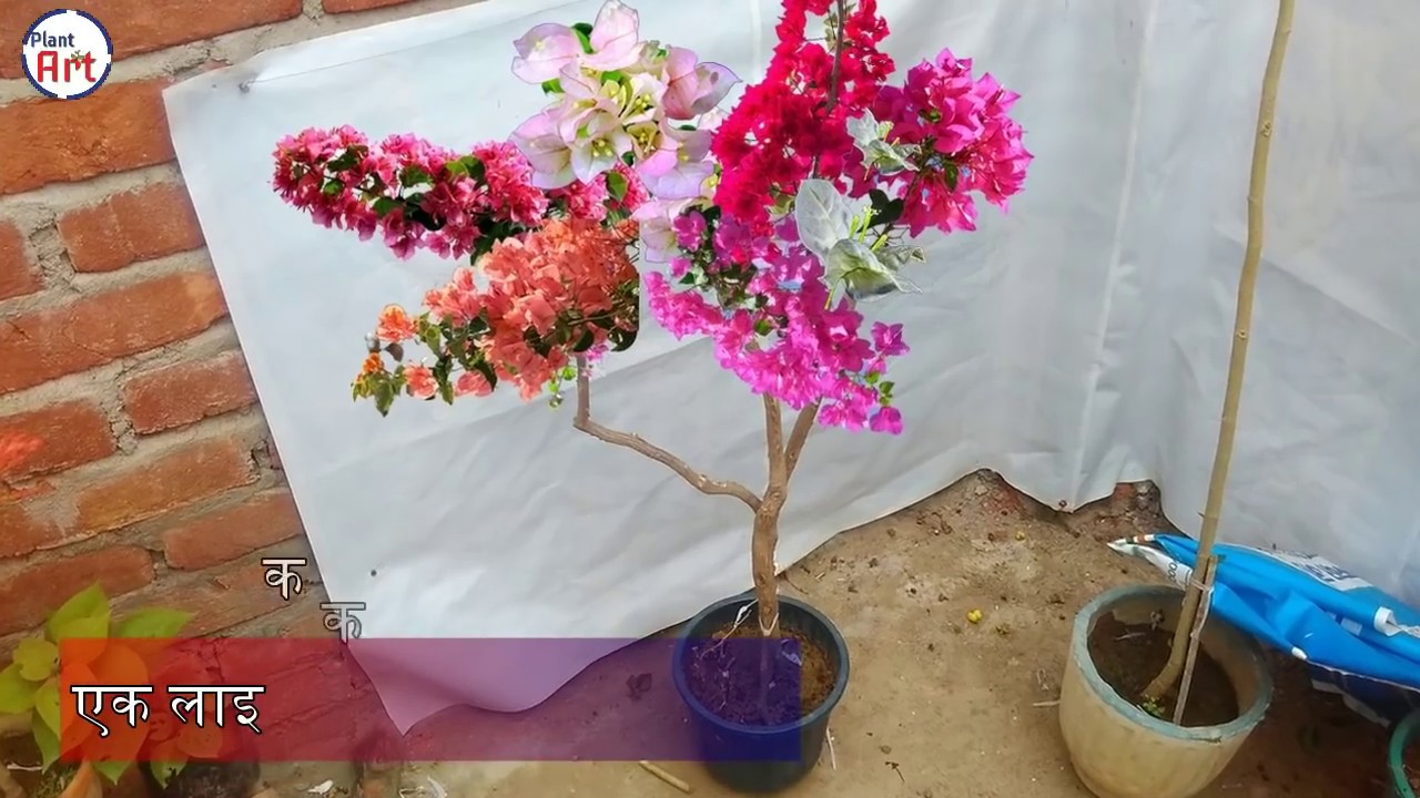 Multiple grafting Bougainvillea
