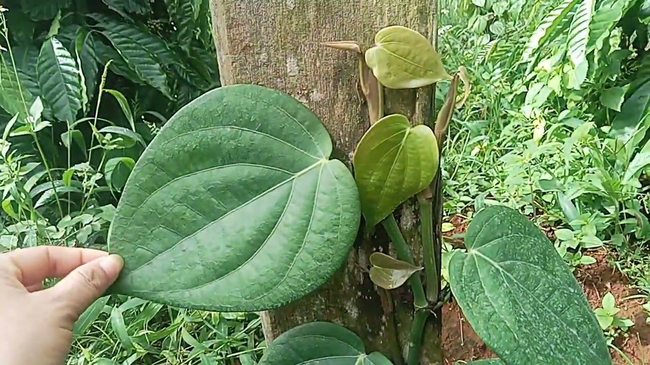 Tiêu Tùng Linh và lưu ý khi trồng 