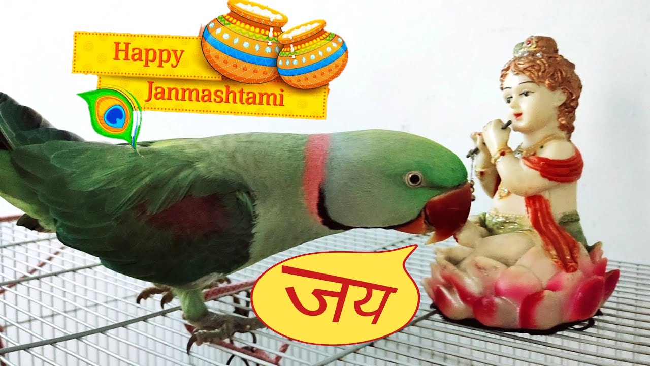 Happy Krishna Janmashtami 2021 from Pablo Parrot Family