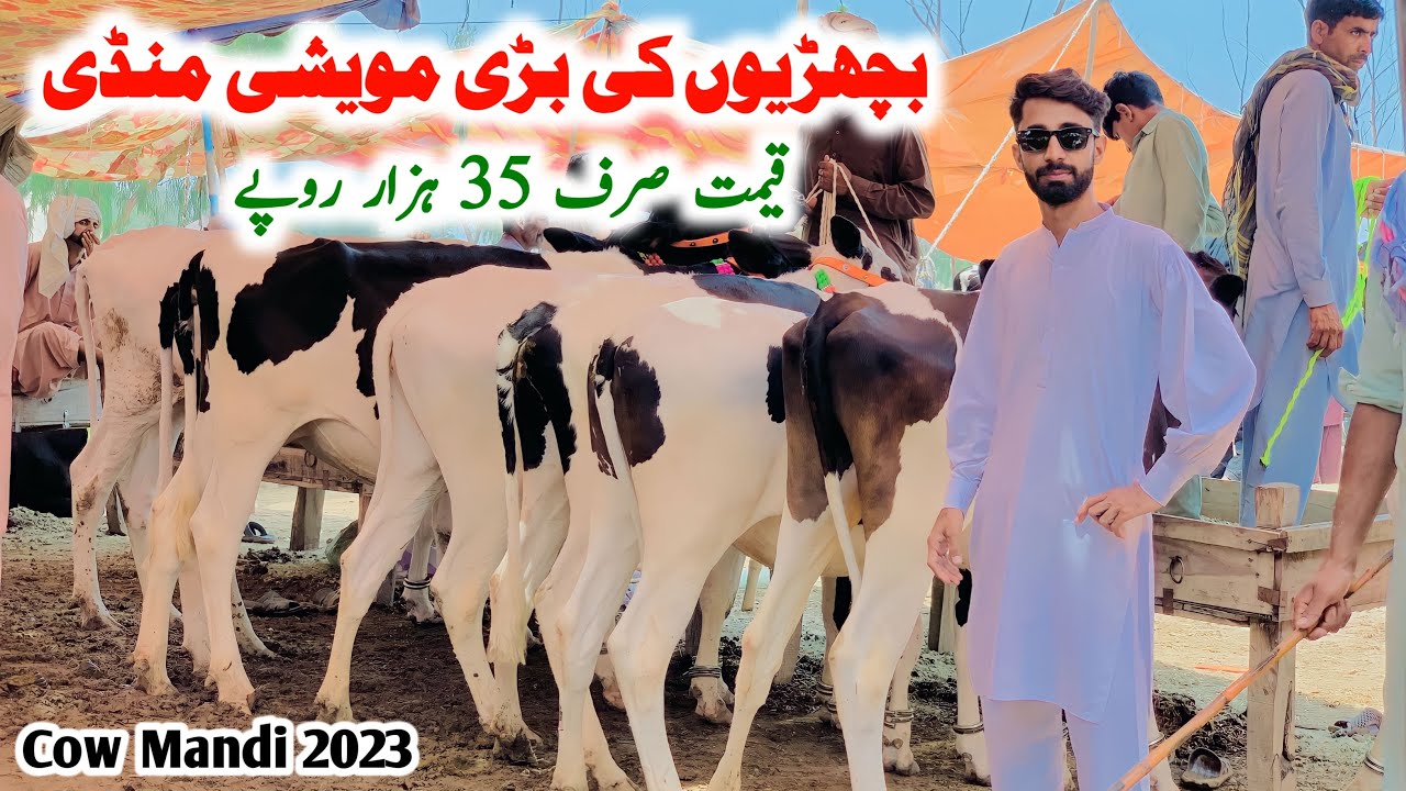 australian friesian jersey calf rates update in cow mandi malumor jhang punjab