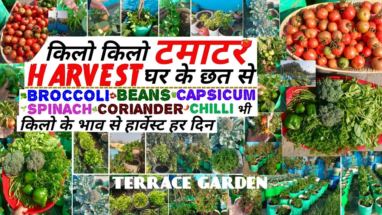 किलो किलो टमाटर HARVEST घर के छत से | ब्रॉकली बींस कैप्सिकम पालक धनिया मिर्च भी किलो की भांति हर दिन