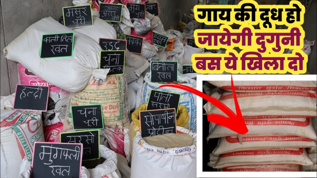 ऐसे बना सकते है  top feed | feed formula । Dairy farming । how to manage dairy farm