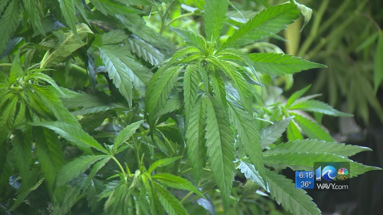 Will the Virginia General Assembly take a second look at pot penalties?