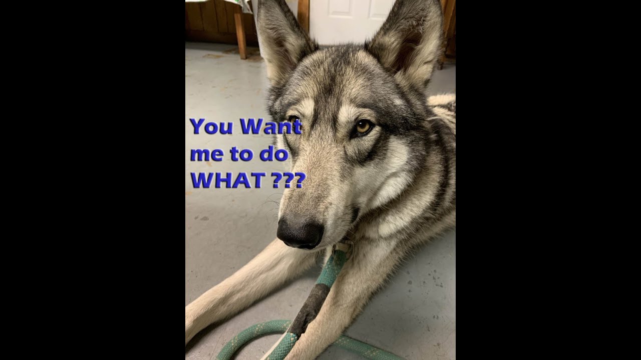 How to Train a Wolf or Wolf Dog Can It Really Be Done?