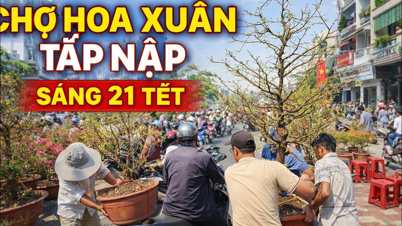 Rực Sắc Làng Hoa Bến Bình Đông Tết 2026 Mai Lạ Bùng Nổ Giá Rẻ Khó Tin