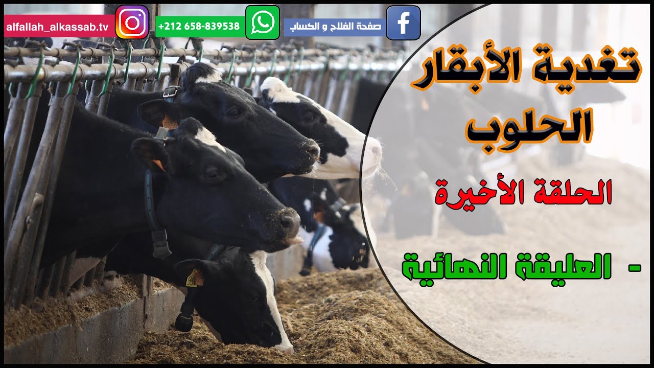 الحلقة الأخيرة : تغذية الأبقار الحلوب (العليقة النهائية) ALIMENTATION DES VACHES LAITIÈRES 05
