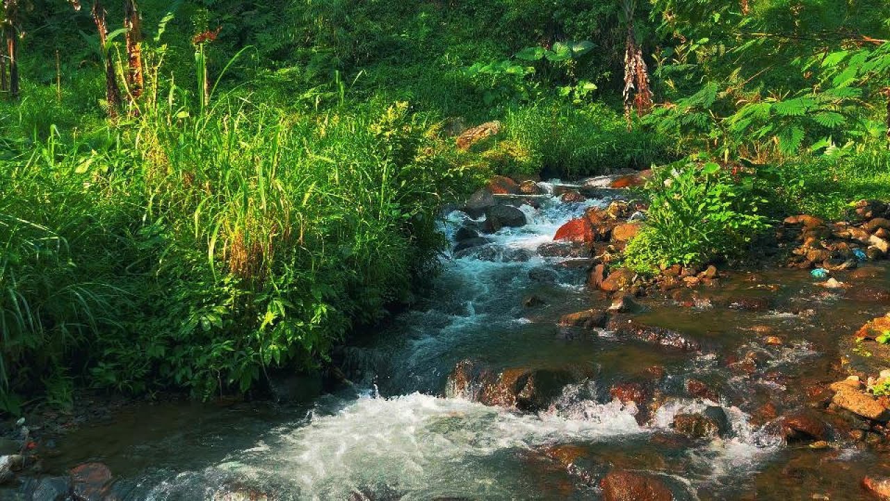 Nature's Gentle River Flow – Peaceful White Noise for Better Sleep, Focus, or Meditation Sessions