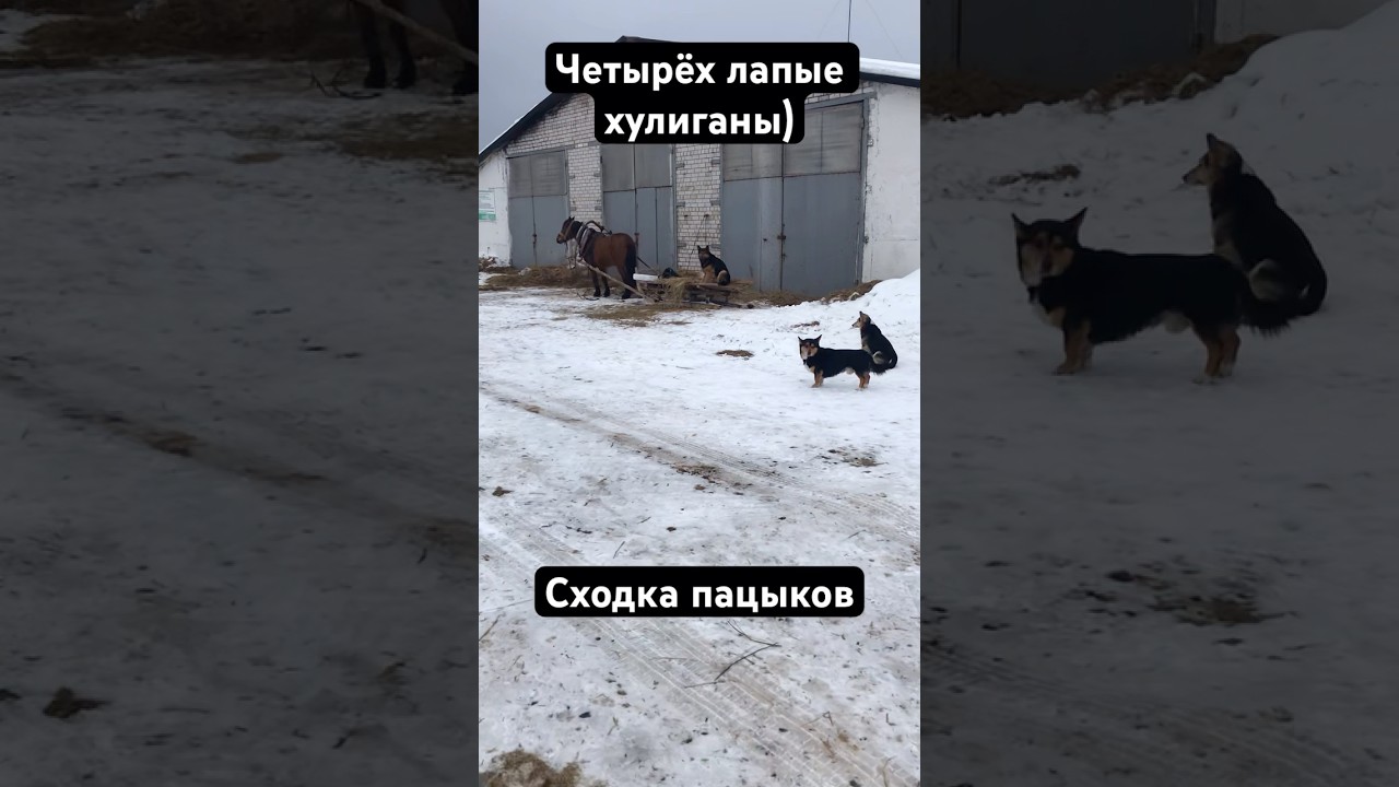 Четырёх лапые пацыки | своя движуха какая-то, не стал спрашивать как дела?)