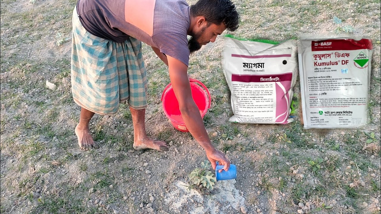 তরমুজ চারার ১০০% আগা বৃদ্ধি।।ও শিকার বৃদ্ধি করার।। ও গাছের গোরায় গালা সার ও।। ঔষধ প্রয়োগ করার পদ্ধতি