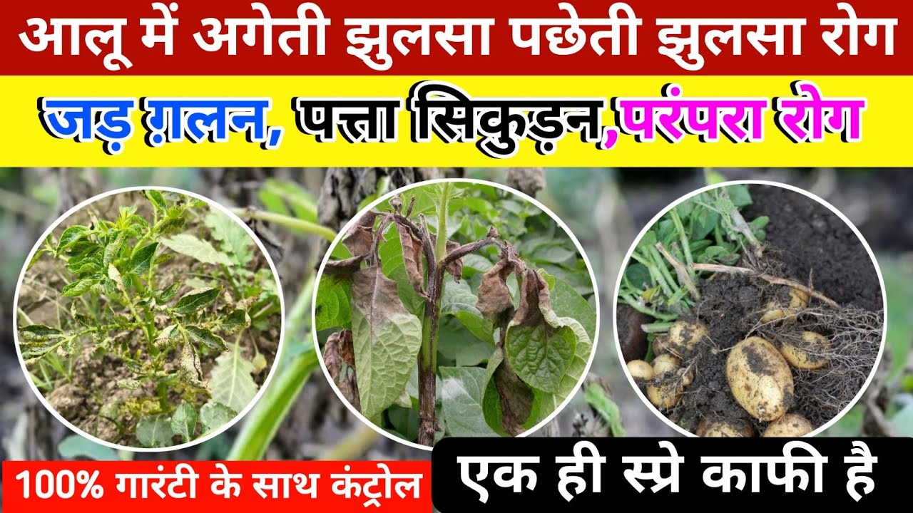 आलू में झुलसा रोग की दवा । aalu me jhulsa rog ki dava | aalu me lagne wale rog