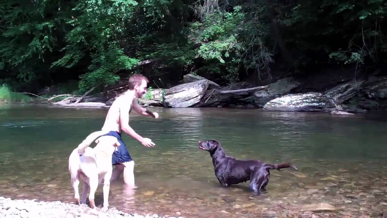 AMAZING SWIM WITH LABRADOR RETRIEVERS!