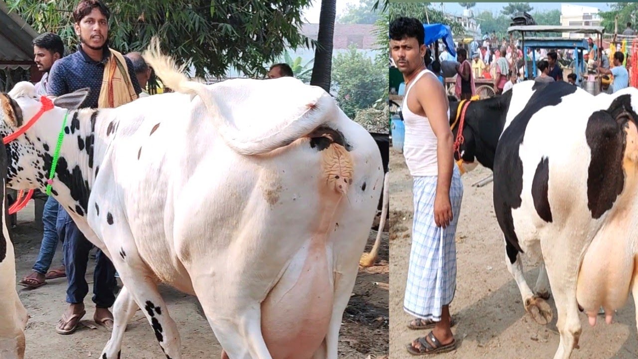 Dairy Farm वालों के लिए जढुआ Jadhua पशु मेले में दिखी अच्छी-अच्छी गाय | Jadhua Pashu Mandi
