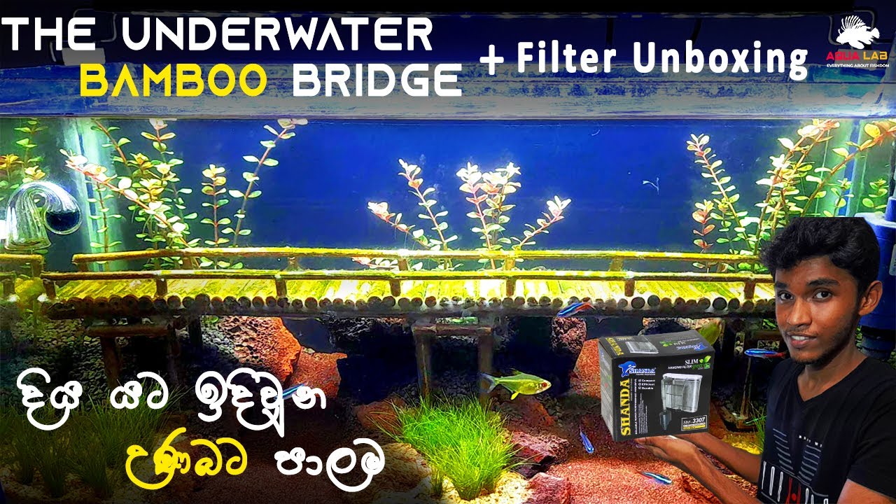 Underwater Bamboo Bridge Planted Tank Setup In සිංහල.​ With HOB Filter Unboxing.