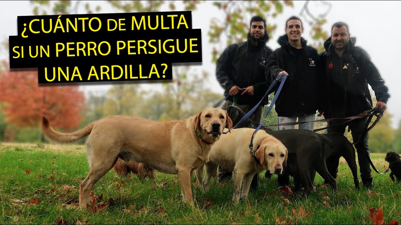 Un día con un PASEADOR de PERROS en Londres
