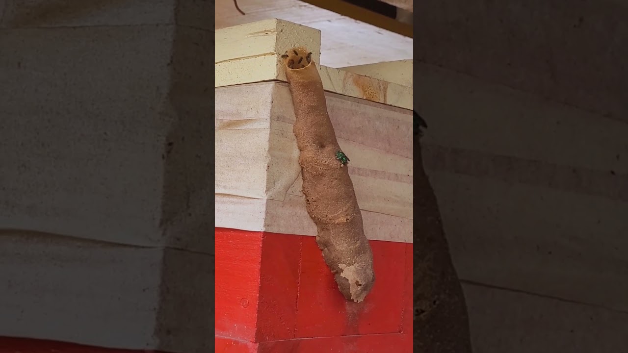 Ira&iacute; triplicou o pito de entrada da casa dela #asf #bee #nature