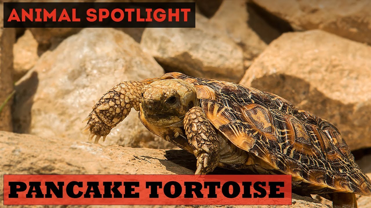 Animal Spotlight | Pancake Tortoise