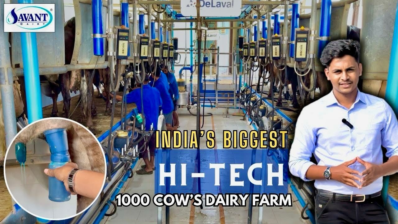 1000 A2 Cow’s Milking Process🥛SAVANT DAIRY FARM