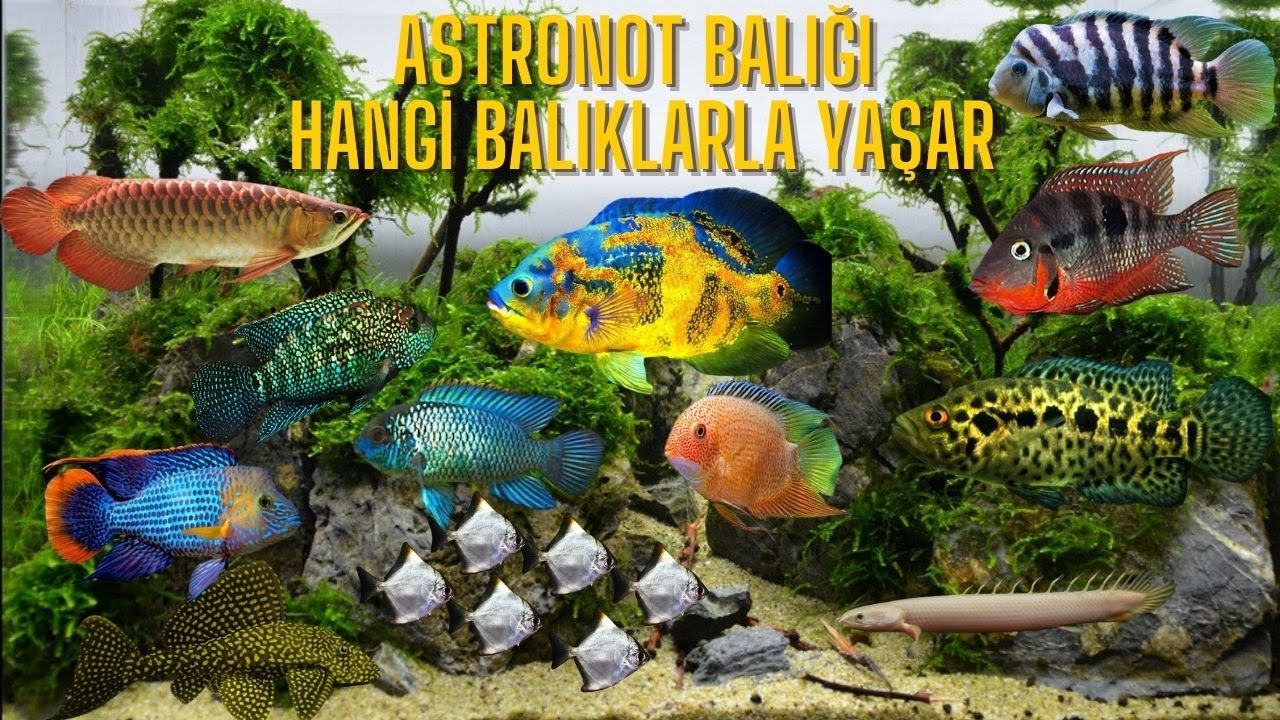 🌟 Akvaryumda Astronot Balığı ile Uyumlu Balık Türleri: En İyi Seçenekler  🐡💦