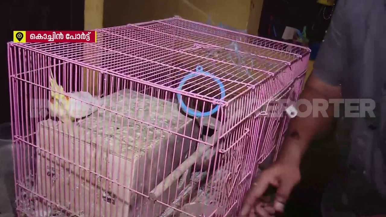 'ഞങ്ങള് മക്കളെപ്പോലെ വളർത്തിയതാ', 20 ദിവസം കോർട്ടേഴ്സ് പൂട്ടിയിട്ടതോടെ കിളികളും മീനുകളും ചത്തു