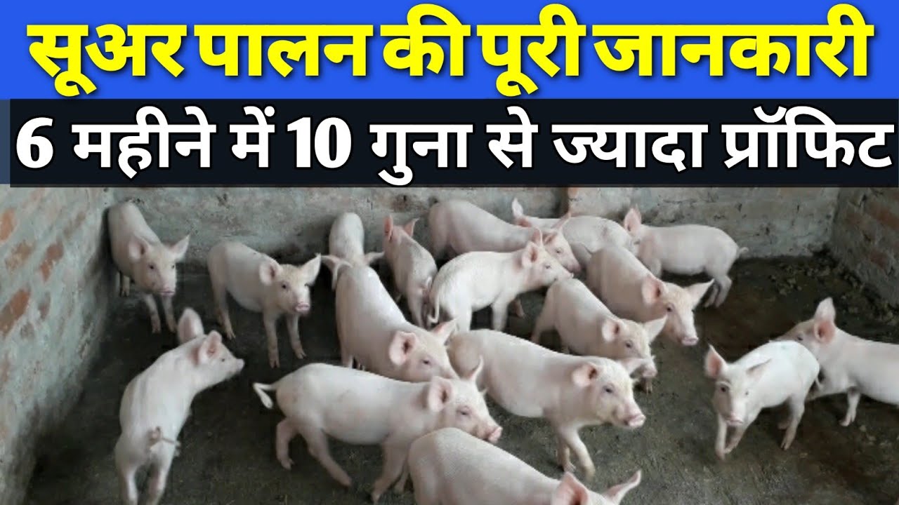सूअर पालन कैसे करें | suar Palan ki jankari hindi me | how to start pig farming | सूअर पालन के फायदे