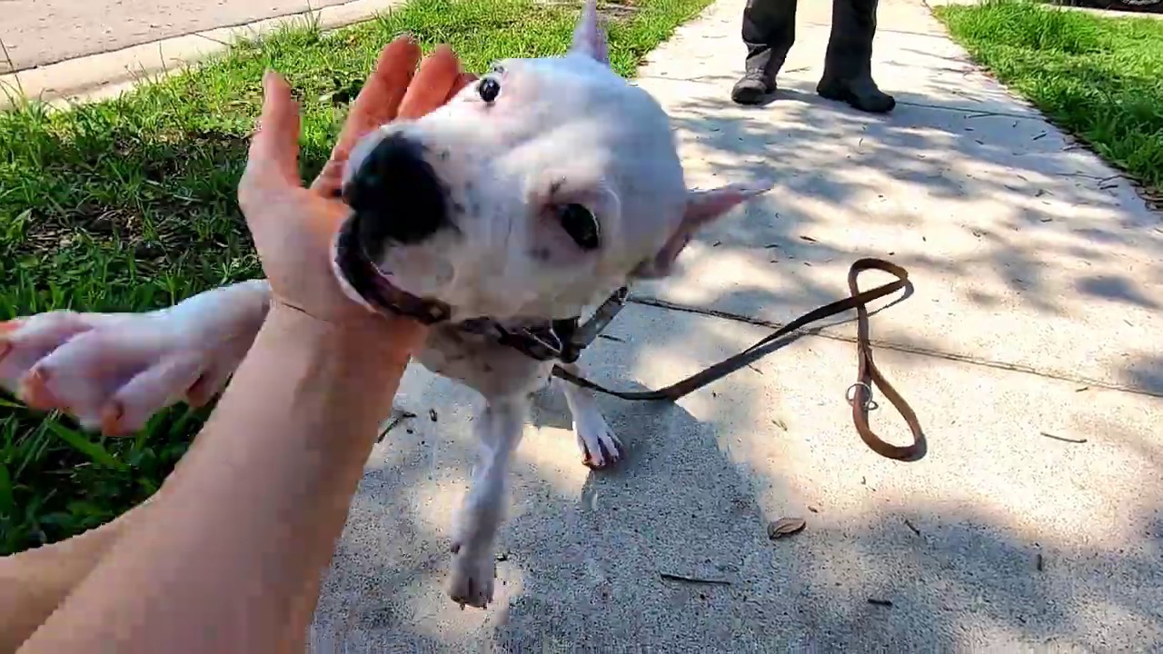 How To Teach Your Puppy to Stay Part 1 - Amstaff Puppy
