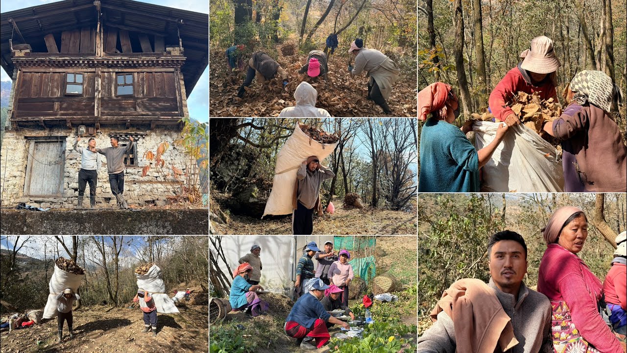 Collecting dry leaves to use as a manure …. Every year duty with family.