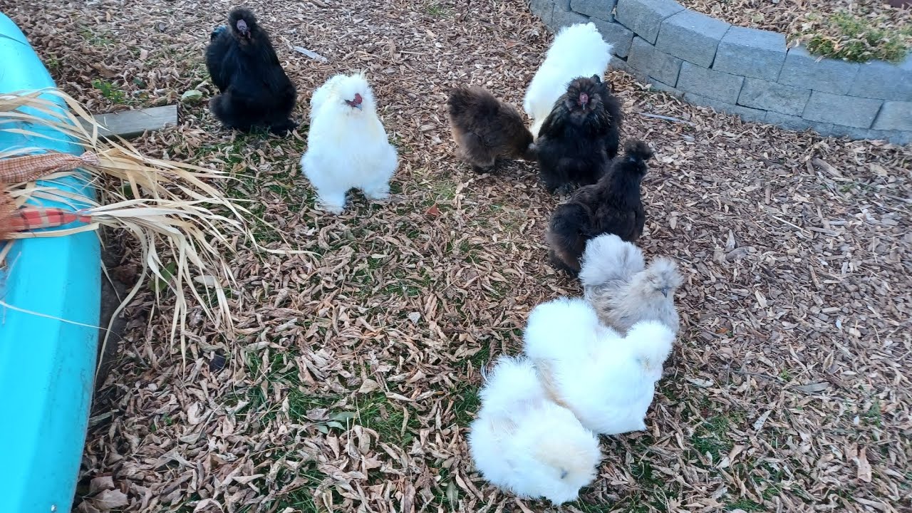 Backyard Flock/ Silkies and Call ducks/ chores and Free-ranging 