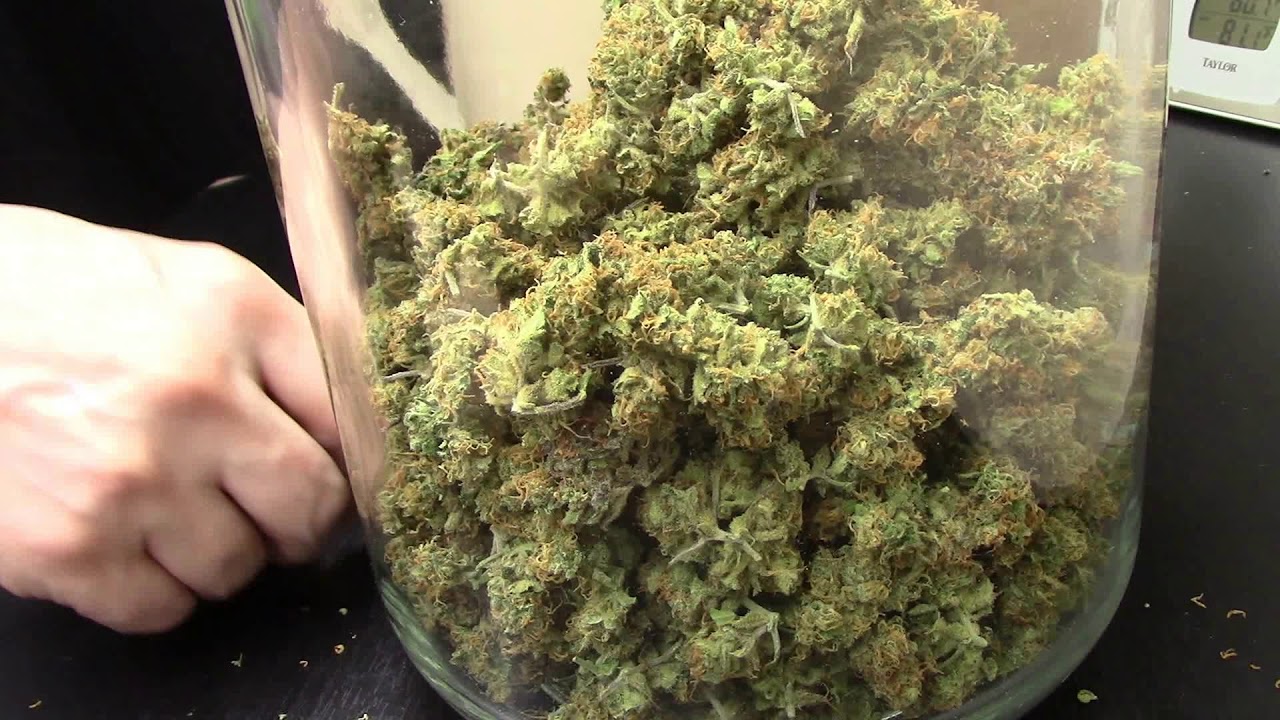 S4:E9 Fastbuds Gorilla Glue autoflower cannabis harvest weigh in