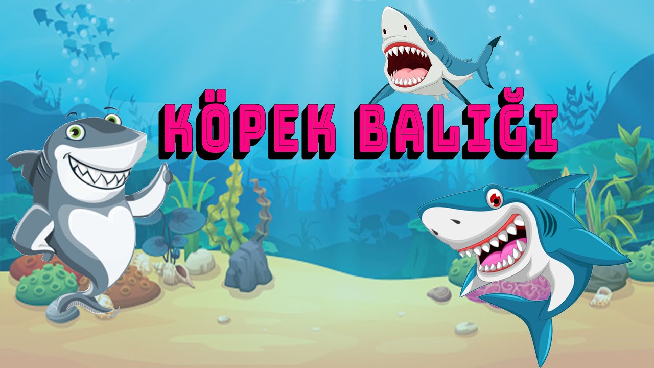 KÖPEK BALIKLARI/Okul öncesi #belgesel #belgeselizle #köpekbalığı #çizgifilm #shark