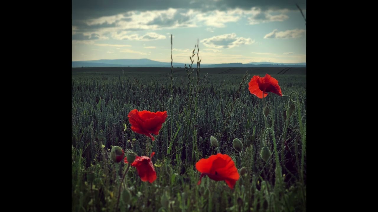 Ǣfendrēama: Four songs for Remembrance - Hilgrove Kenrick, 