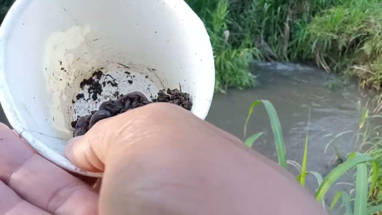 Mancing di kali saat air keruh coba cari sidat #mancing #fishing