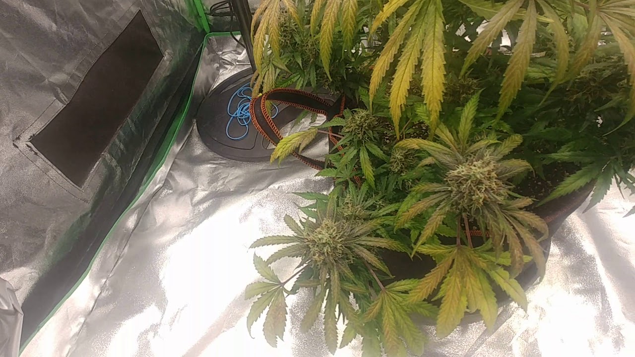 Super Skunk Autoflower