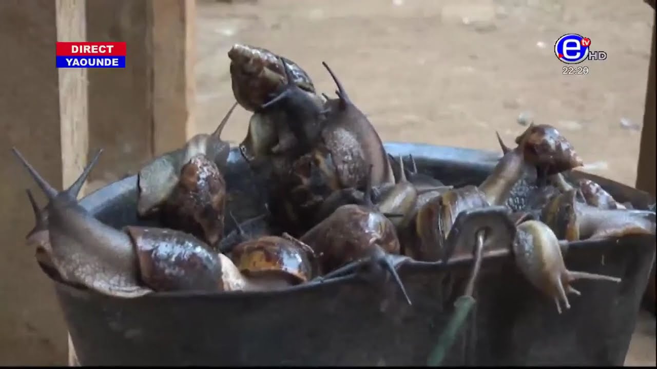 237 AGRO: HÉLICICULTURE COMMENT FAIRE L'ÉLEVAGE DES ESCARGOTS. LES SECRETS, CONTRAINTES ET RÉALITÉS.