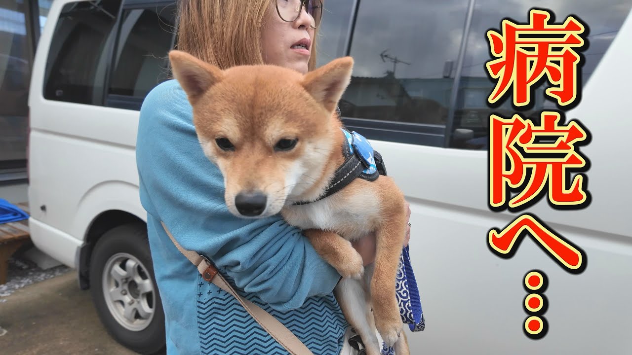 昨日まで元気だった柴犬が、突然・・・