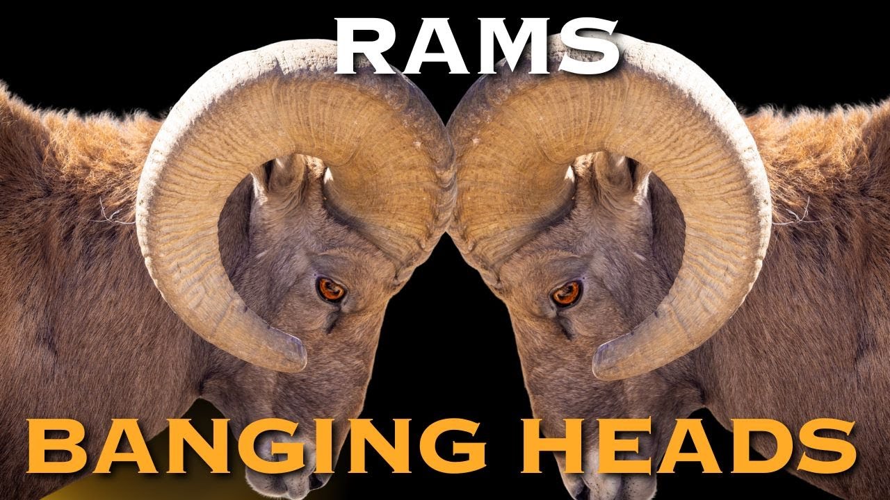 Epic Ram Battle in Waterton Canyon