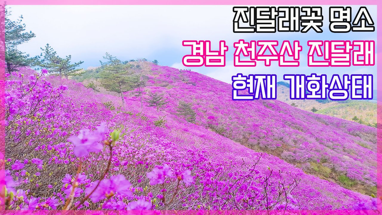 [4K] 진달래 명소 