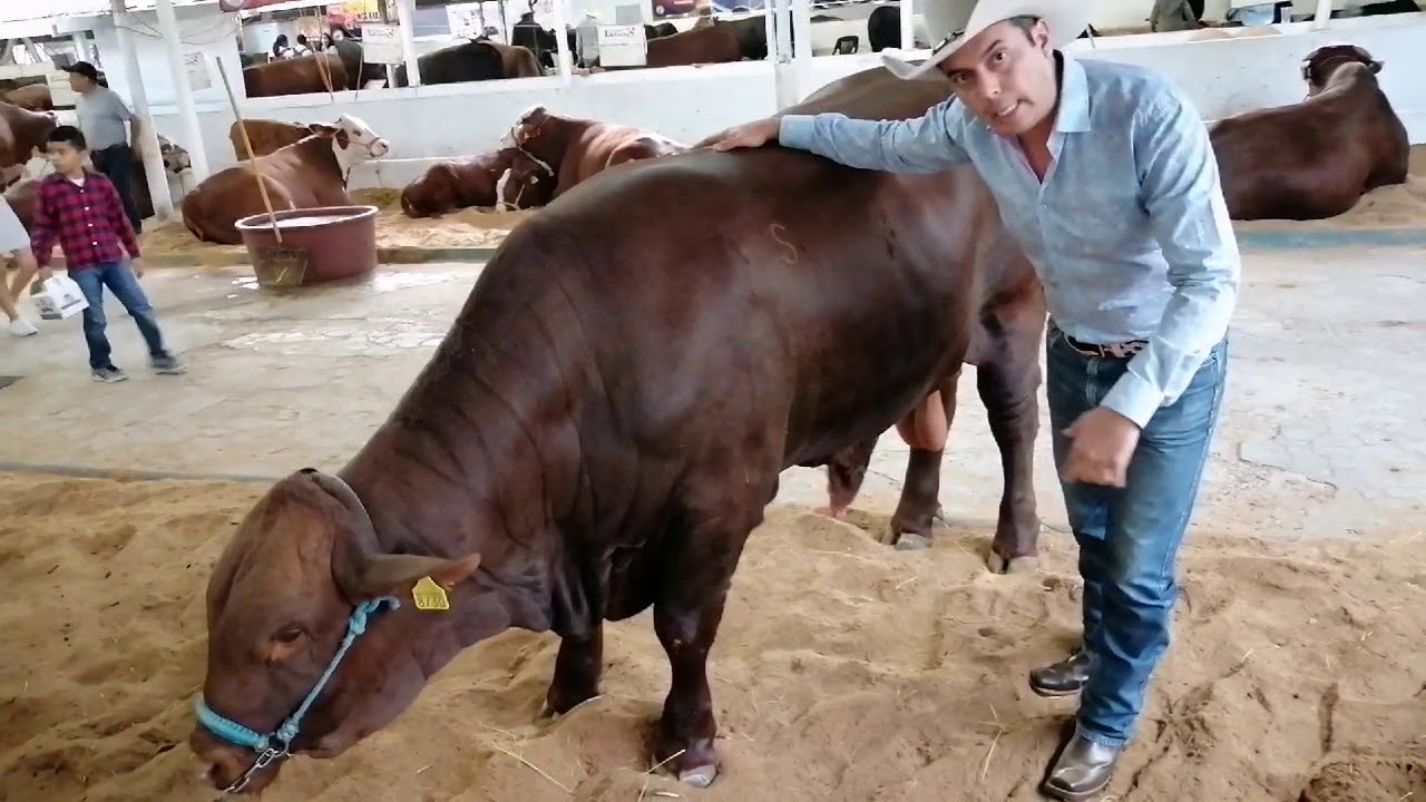 SEMENTALES SANTA GERTRUDIS: Tips para su selección