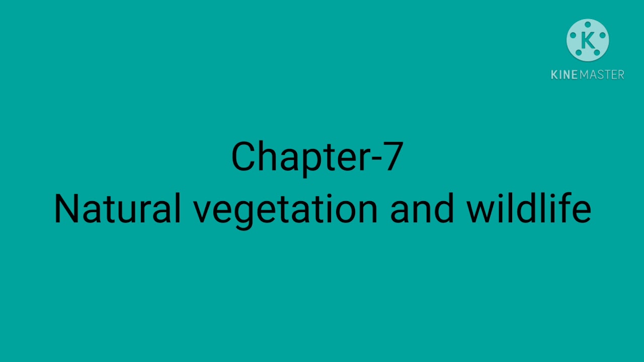 Temperate Evergreen Forests