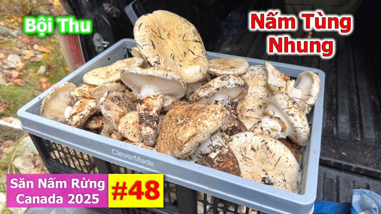 Không Ngờ! Trở Lại Đồi Thông Và Gặp nhiều Nấm Tùng Nhung Khủng 🇨🇦2223》 Matsutake | Pine Mushrooms