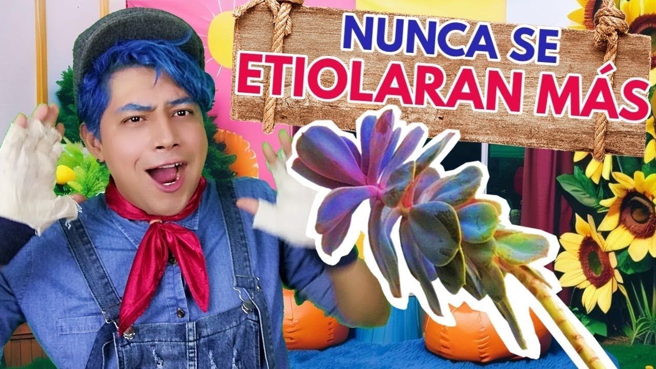 tus suculentas nunca se etiolaran nunca con estos tips donsuculento
