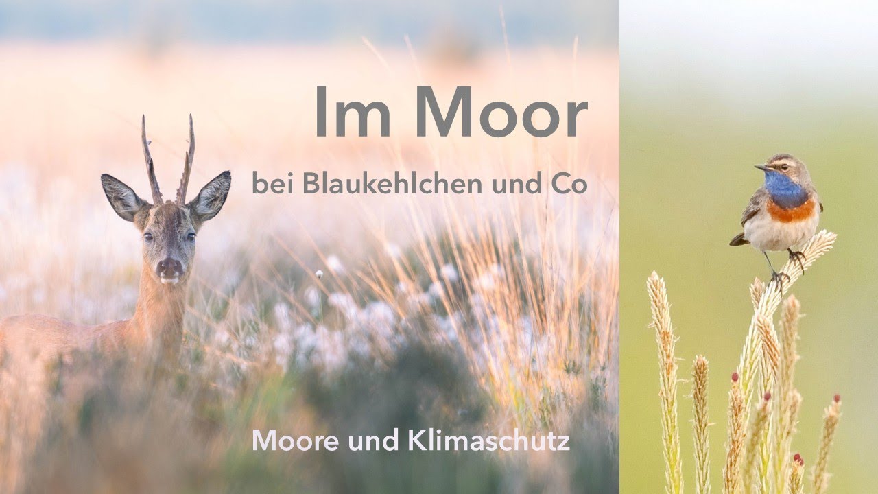 Im Moor bei Blaukehlchen und Co - Gefährdeter Lebensraum und Hoffnungsträger für den Klimaschutz