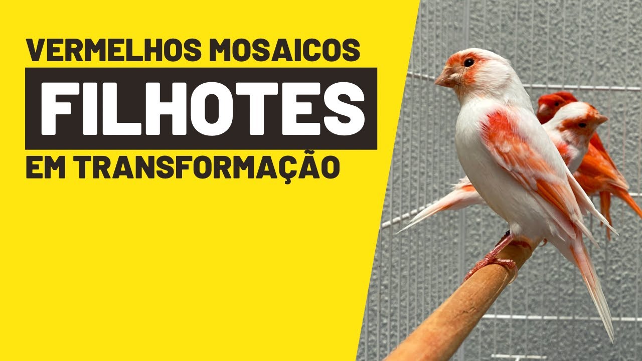 FILHOTES DE VERMELHO MOSAICO EM TRANSFORMAÇÃO#ninhodocanario