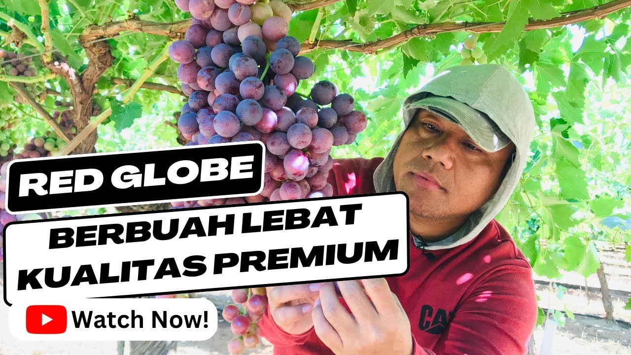 SUKSES BUDIDAYA ANGGUR RED GLOBE BERBUAH LEBAT | KUALITAS PREMIUM